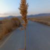 papatya.kadn75