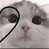 nph.kitty_
