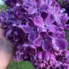 wendyirizarry82