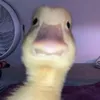 squaquily