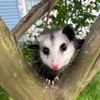 opossum_luv