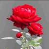 user4008116854307