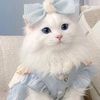 shahina.akhter95