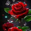 mohamed.gani45