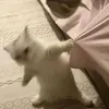 khanhly_1002