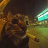 engely_29