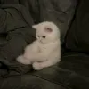 1mjokd