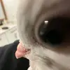bohhgf