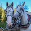 koniemorskieoko