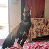 usman788948