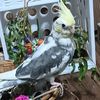 .parrotboy