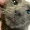 jasmidoger