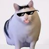 ngangongcat