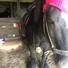 .pheobe7