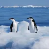 wreagens