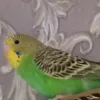 sistemtiktok_284