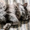 008catsrnic3