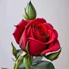 user8220616831113