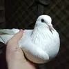 h_kfa7
