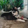 trsya_trsya