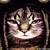 catjax223