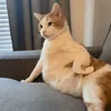 ngthngha00