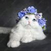 arjina_7x
