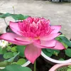 usernguyenhieu1990