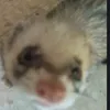 adaizorro2