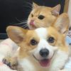 Funny_Cat_166
