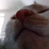 parmezan48