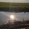 hasnalee587