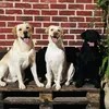 baiana_blacklabradors