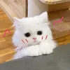 chu.nguyn.bngoc