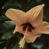 kim.nguyen5458