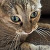 cats90081