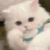 ngoan.xinh.iu008