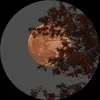 roots_and_stars_505