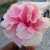 just_onyinye_