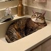 Seranna The Cat