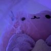 silly_purple_kat