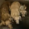 dachshundmamaof3