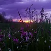 ali033190