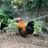 kandang_cebolfarm