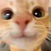 cotienthicu