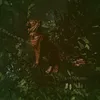 medovaya_gymannost