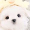 vicky.ama.alos.animales