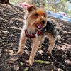 alpha_dog_yorkie