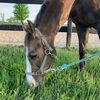 hannah.horses03