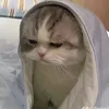 bng.mai50